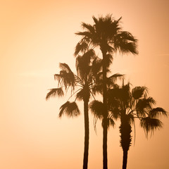 Palm Trees at Sunset West Coast California