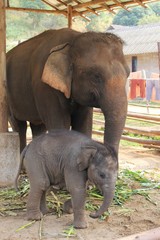 Maman &eacute;l&eacute;phant et son petit &eacute;lephanto