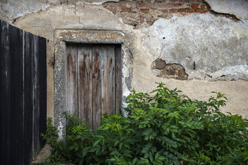 Fototapeta na wymiar old wall with peeling plaster and wooden door behind a bush