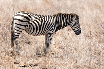 Obraz na płótnie Canvas Zebra with scars from predator attack