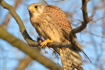 Turmfalke mit Beute
