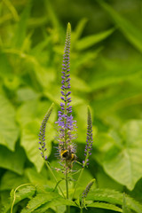 A beautiful bumblebee gathering pollen from blue flower in a summer meadow. Vibrant closeup scenery.