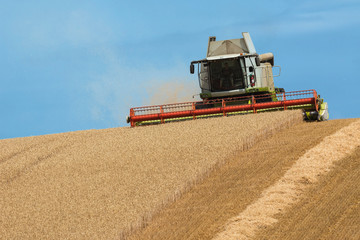 Fototapeta premium Harvest of wheat