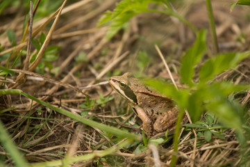 A beautiful brown frog sitting in a meadow grass near the river.