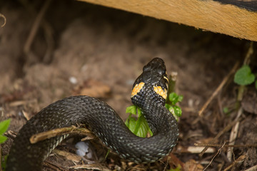 A beautiful closeup of a grass snake on a ground in meadow. Reptile portrait.