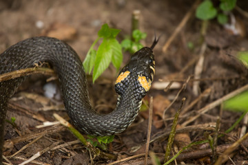 A beautiful closeup of a grass snake on a ground in meadow. Reptile portrait.