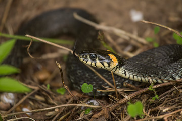 A beautiful closeup of a grass snake on a ground in meadow. Reptile portrait.