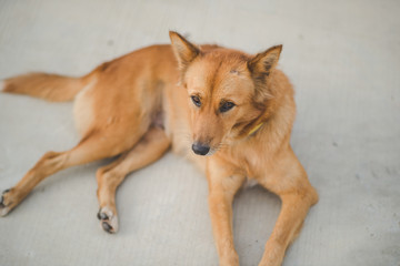 golden dog