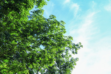Zweigblatt des Gummibaums schön im Wald auf Hintergrund des blauen Himmels