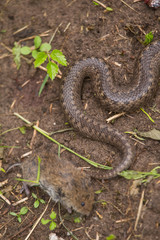 A dramatic closeup of a viper with a cought dead mouse. Circle of life.
