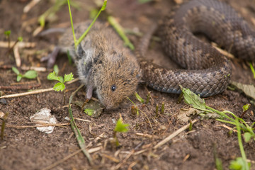 A dramatic closeup of a viper with a cought dead mouse. Circle of life.