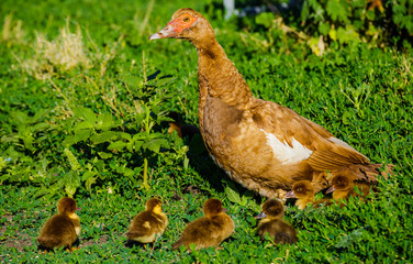 Muscovy duck with ducklings on green grass.
