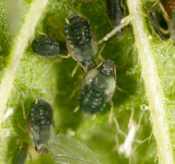 Aphids on a green leaf in nature