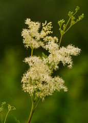 A beautiful filipendula flowering in a summer meadow.