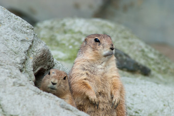 Schwarzschwanz Präriehund
