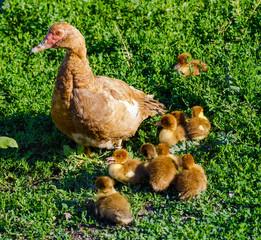 Muscovy duck with ducklings on green grass.