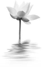 Door stickers Lotusflower lotus en noir et blanc 