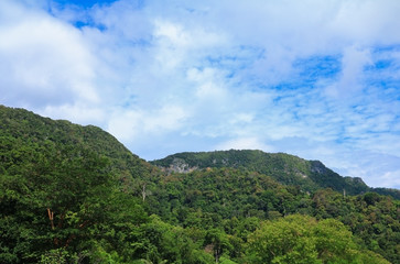 Fototapeta na wymiar rain forest tropic landscape under sunlight in the summer with blue sky background