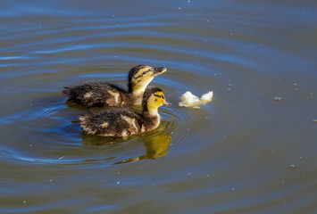 Ducklings eating bread in the water.