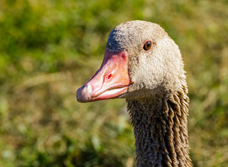 The head of a goose in close-up.
