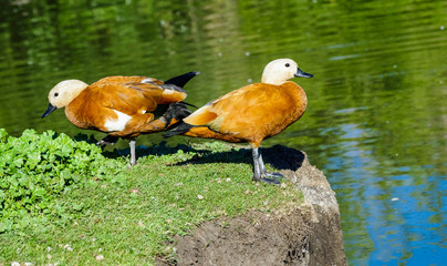 Ruddy Shelduck standing on a green grass on a background of blue water.
