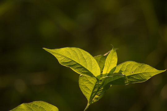 A beautiful green leaves on a branch in sun. Vibrant sunny scenery.