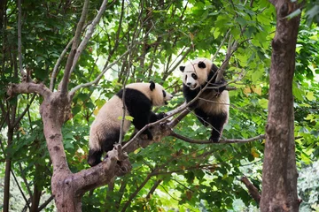 Gardinen Panda Two giant pandas playing in a tree  © LP2Studio