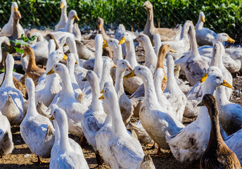 Obraz premium Geese and ducks in the poultry yard.