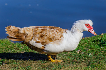 A duck standing on a green grass.