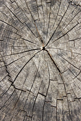 Old dry log texture as background