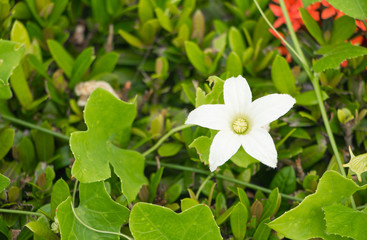 flower ivy gourd white and leaf green ( Scientific name coccinia grandis )