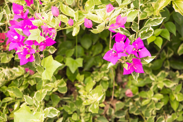 bougainvillea flower purple with green leaves beautiful in the garden. select focus shallow depth of field