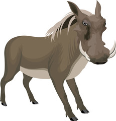 vector common warthog