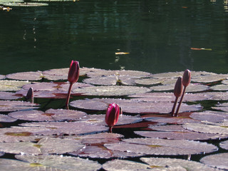 Victoria is a genus of water-lilies, in the plant family Nymphaeaceae, Amazona Brazil 