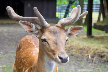 Young royal deer at zoo