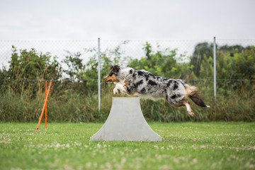 Ein Australien Shepard beim Agility im Sprung