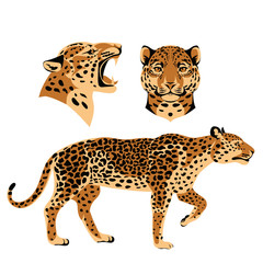 Set of jaguars © Maria