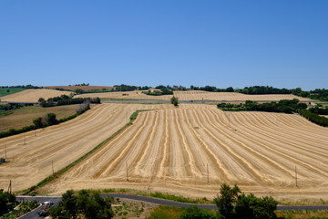 Fototapeta na wymiar Senigallia. Corn Field