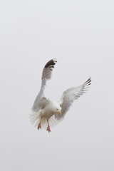 seagull in flight