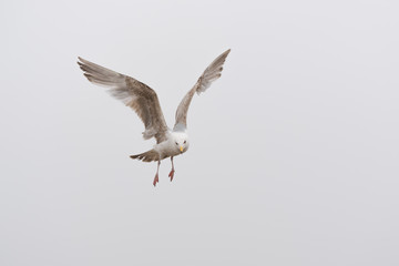 seagull in flight