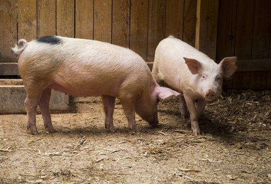 Two clean pink domestic pigs in the stable
