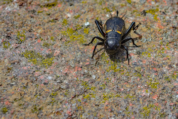 black beetle