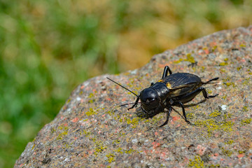 black beetle