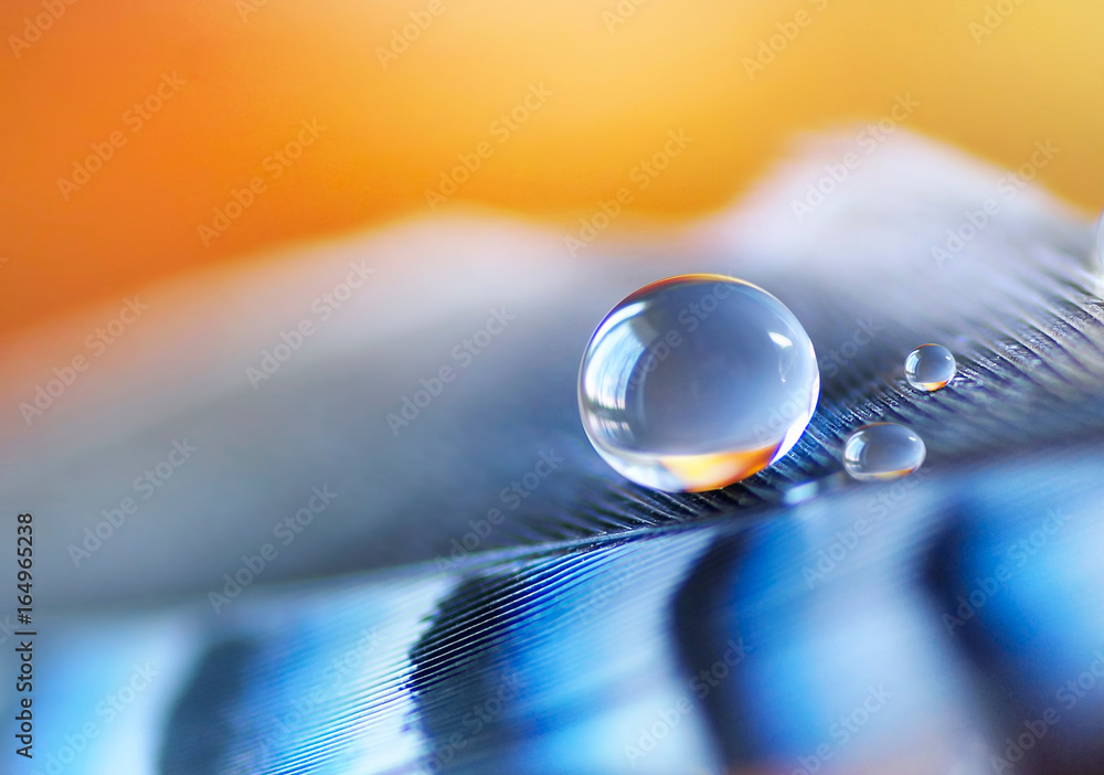 Poster beautiful transparent round big drop of water on a bright striped blue feather close-up of a macro. 