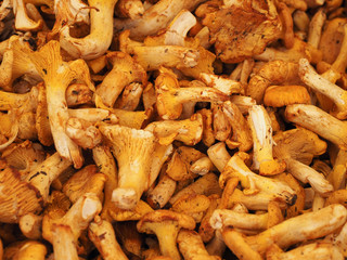 Pfifferlinge