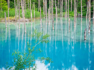 Natural landscape of Blue pond in summer at Biei, Hokkaido