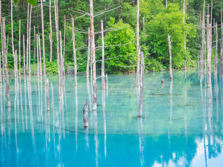 Natural landscape of Blue pond in summer at Biei, Hokkaido