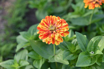Zinia rouge et jaune en été au jardin