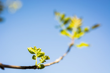 Branch of a tree with the first blossoming leaves