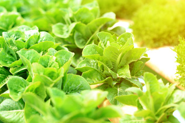 Green cos lettuce organic hydroponic vegetable at sunrise.